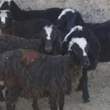 بره گوسفند