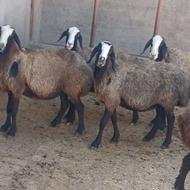 میش آبستن شال