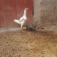 مرغ لاری اصل