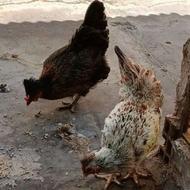 مرغ تخمگذار بومی