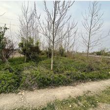 314 متر مسکونی باغی نزدیک اسفالت