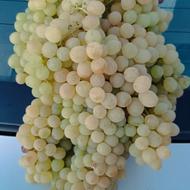 فروش انگور