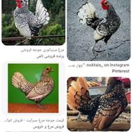 خریدار مرغ وخروس سیبرایت