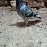 سبزهفترنگ آلمانی