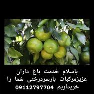 خریدار مرکبات سردرختی نارنگی هرطور شما مایل به فروش هستید