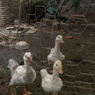 سه عدد جوجه غاز اکراینی
