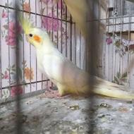 طوطی عروس هلندی
