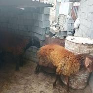 فروش دوعددگوسفندبره نر تخمی وهم پرواری