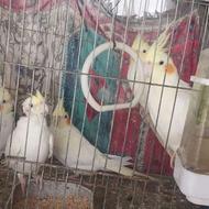 طوطی عروس هلندی