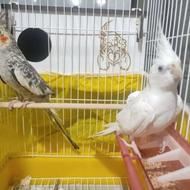 عروس هلندی آلبینو و مرواریدی