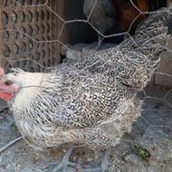 مرغ و نیمچه مرغ