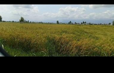 فروش 2531 متر زمین کشاورزی و باغی