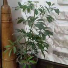 گل شلفرا یا پنجه کلاغی