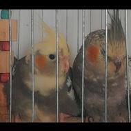 عروس هلندیهای سرحال برای فروش