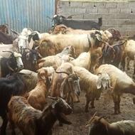 فروش بز داشتی و گوشتی
