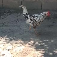 فروش خروس گلین بالغ مست مست
