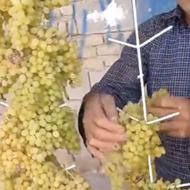 آویز و سیم انگور