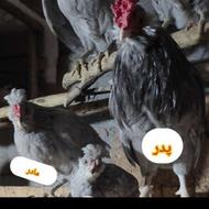 جوجه گلین 2ماهه