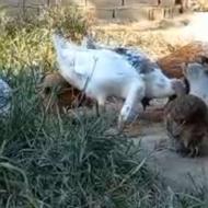 3عدد غاز 3ماهونیمه نژاددار درشت و 4تاخروس محلی 4ماه