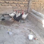 فروش مرغ و خروس تخم گذار
