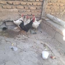 فروش مرغ و خروس تخم گذار
