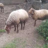 فروش دو راس گوسفند نر هم تخمی وگوشتی