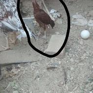 جوجه خروس لاری