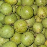 گردو سفید کاغذی