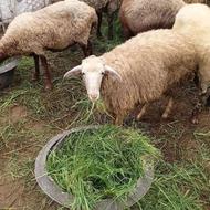 گوسفندبره نرو ماده