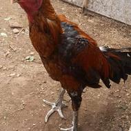 خروس لاری اصیل