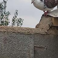 3 تا کبوتر 2 تا نر یکی جنسیت نمیدونن