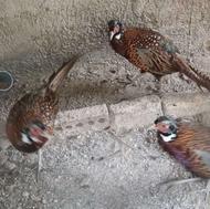قرقاول خوراکی