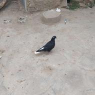 3 عدد کبوتر 2 تا نر یکی جنسیت نامعلوم