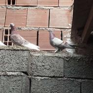 کبوتر سالم سرحاال
