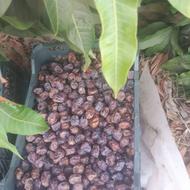 فروش عمده خرمای تازه مرداسنگ و ترشی انبه