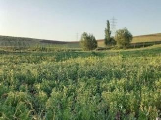 زمین در خوجین دارای لوله کشی قطره ای