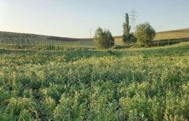 زمین در خوجین دارای لوله کشی قطره ای