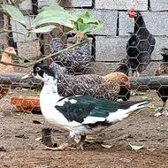 فروش جوجه اردک خارجی