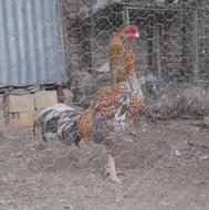 مرغ و خروس لارس کوکو