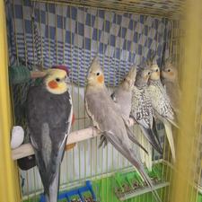 عروس هلندی تازه دونخور