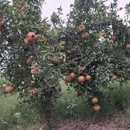 فروش گل انار