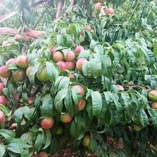 فروش زمین مسکونی 1320 متر در شهریار