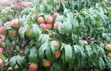 فروش زمین مسکونی 1320 متر در شهریار