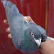 اگر کسی خاست بیا