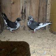 کبوتر فروشی