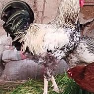 مرغ و خروس محلی
