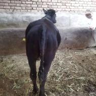 گوساله ماده انگوس ومونت بیلیارد