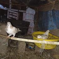 ساده عودی طوقی