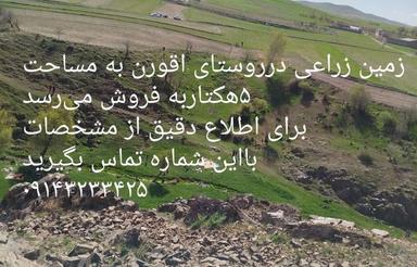 5 هکتار زمین زراعی(گندم)