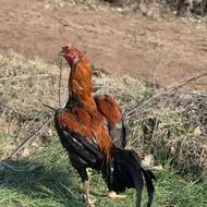 خروس لاری به شرط